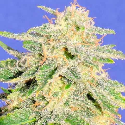 AUTO JACK HERER -  - Delicious Seeds
