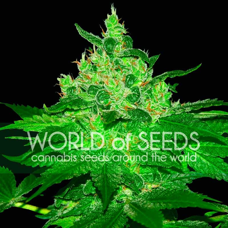 Afghan Kush - World of Seeds