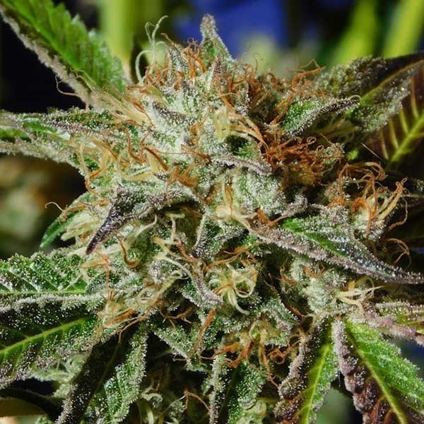 Auto Ghost Cookies -  - Delicious Seeds