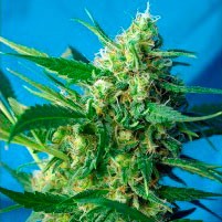 ICE COOL AUTO  -  - Delicious Seeds
