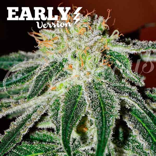 Black Russian Early Version - FAST FLOWERING SEEDS - Cannabis Seeds