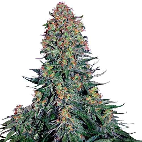 Buy Marijuana Seeds from Sensi Seeds