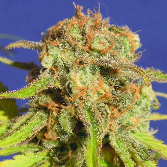 Auto Bruce Banner #3 -  - Delicious Seeds