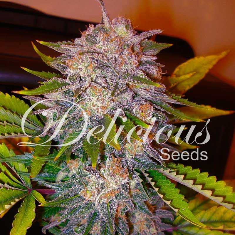 Caramelo - Feminized marijuana seeds - Seeds