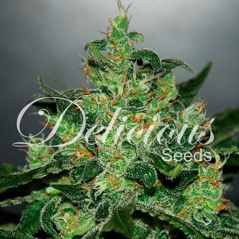 Critical Jack Herer Auto - Autoflower Seeds - Cannabis Seeds