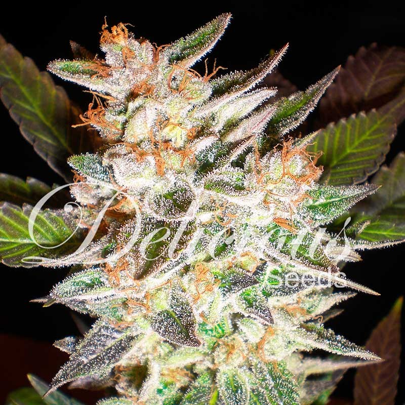 DELICIOUS CANDY AUTO - Autoflower Seeds - Seeds