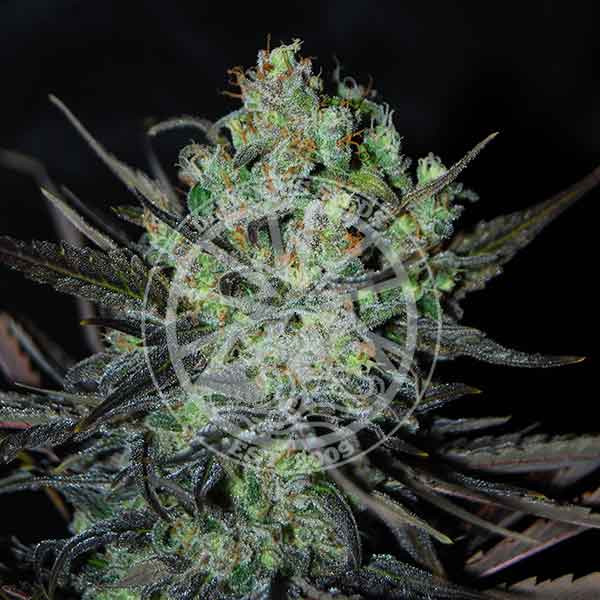 Eleven Roses Auto -  - Delicious Seeds