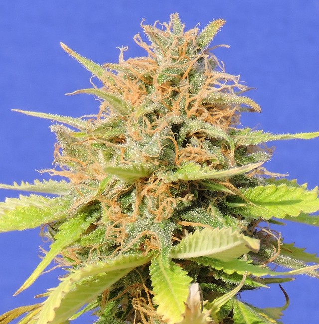 Girl Scout Cookies Auto -  - Delicious Seeds