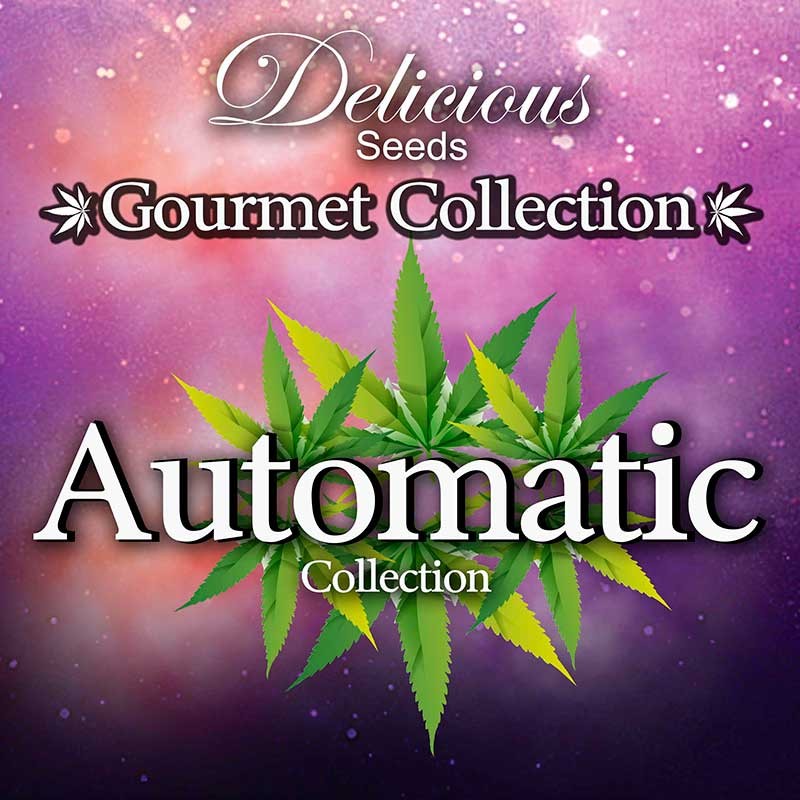 Gourmet Collection - Automatic Strains