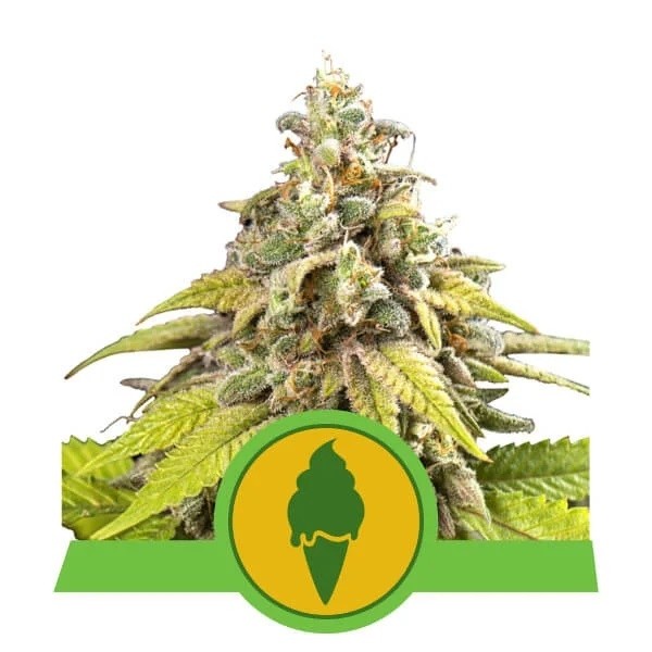Green Gelato Automatic -  - Delicious Seeds