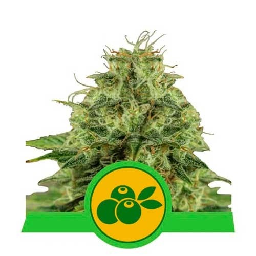 Haze Berry Automatic -  - Delicious Seeds