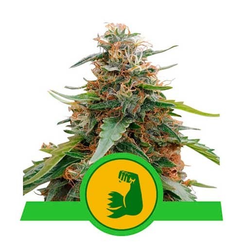 HulkBerry Automatic -  - Delicious Seeds