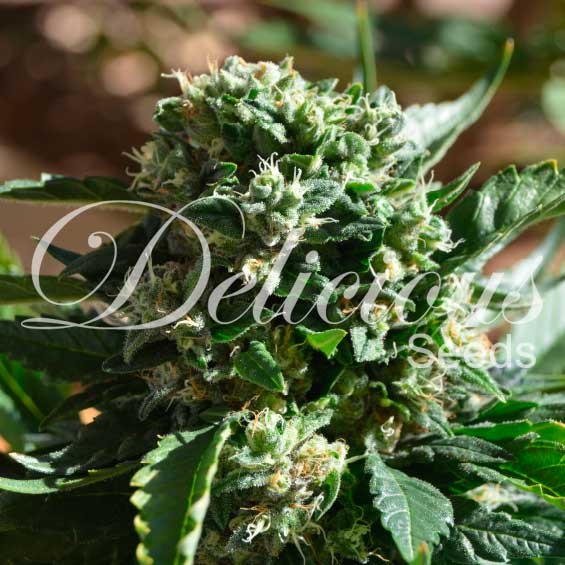 IL DIAVOLO - Autoflower Seeds - Cannabis Seeds