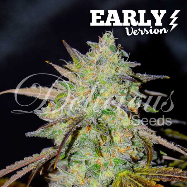 Marmalate Early Version - FAST FLOWERING SEEDS - Cannabis Seeds