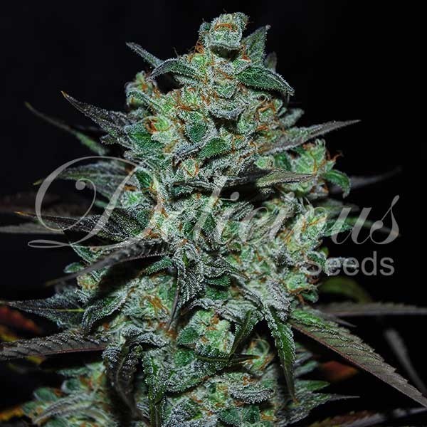 Northern Light Blue THC-FREE - No thc strains - Cannabis Seeds