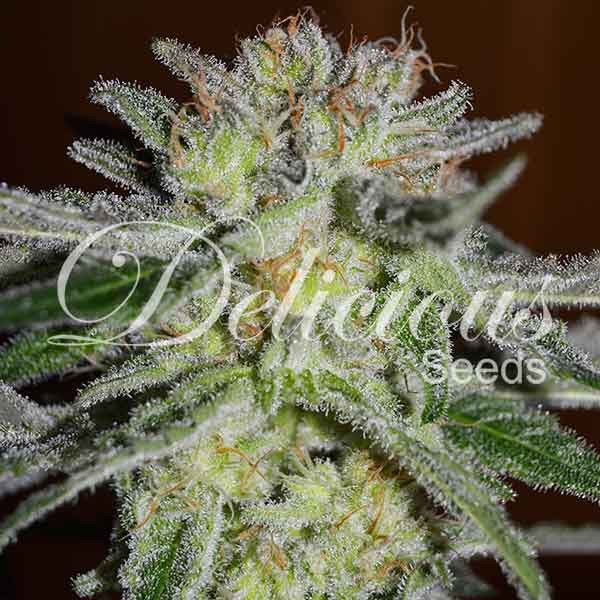 Northern Light Blue - Feminized marijuana seeds - Seeds