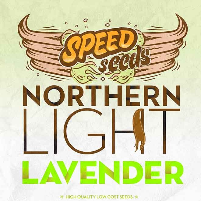 NORTHERN LIGHT X LAVENDER - Speed Seeds