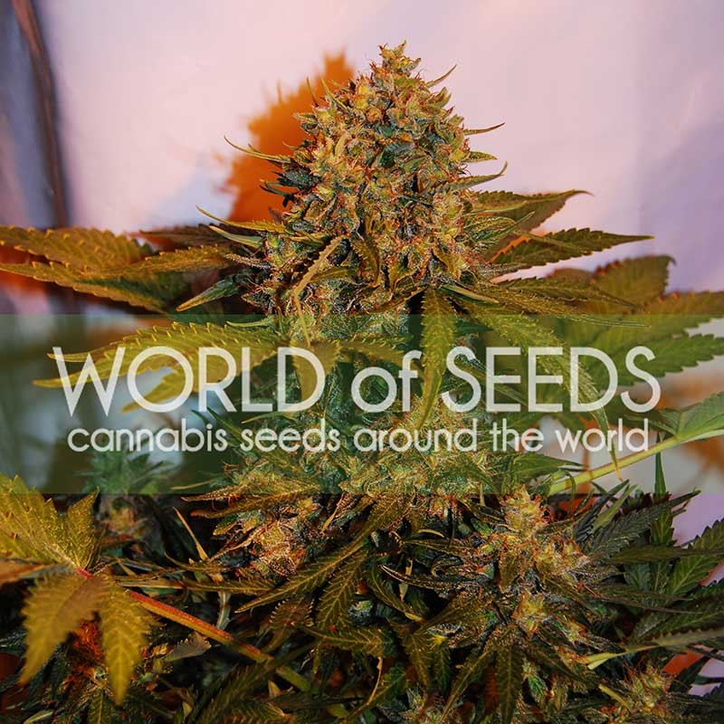 NORTHERN LIGHTS X BIG BUD RYDER - World of Seeds