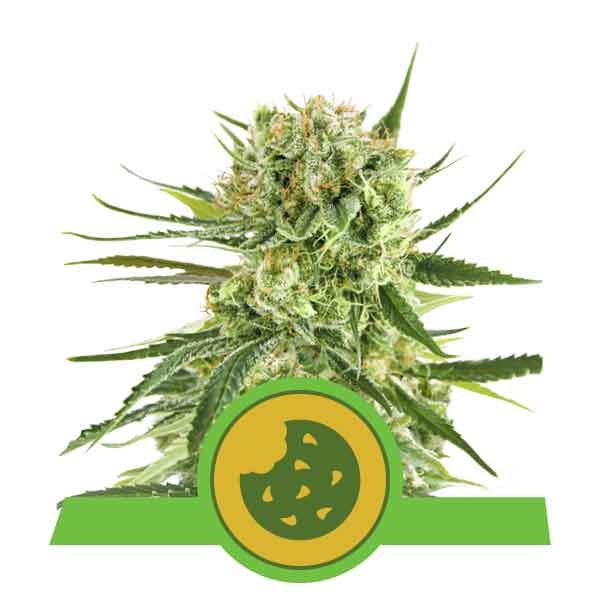 Royal Cookies Automatic - Royal Queen