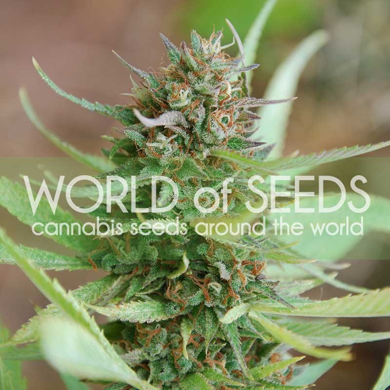 Strawberry Blue -  - Delicious Seeds