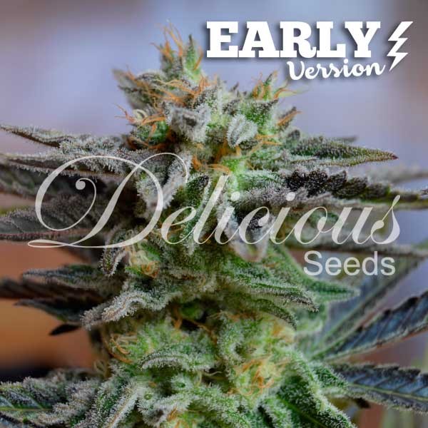 SUGAR BLACK ROSE EARLY VERSION - FAST FLOWERING SEEDS - Cannabis Seeds