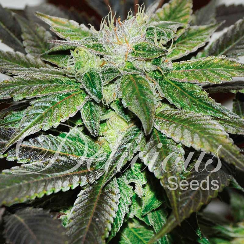 Sugar Candy - Feminized marijuana seeds - Seeds