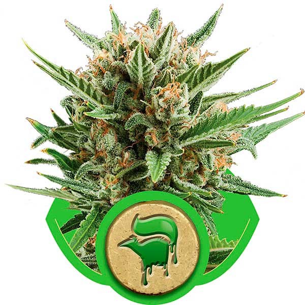 Sweet Skunk Automatic -  - Delicious Seeds