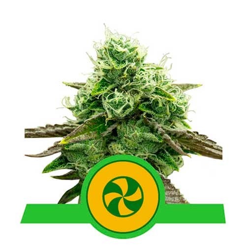 Sweet ZZ Automatic -  - Delicious Seeds