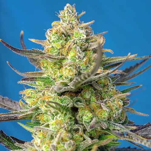 Sweet Cheese XL Auto -  - Delicious Seeds