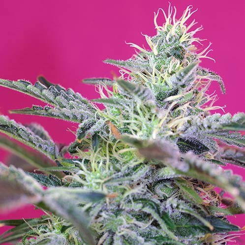 Sweet Cheese Auto -  - Delicious Seeds