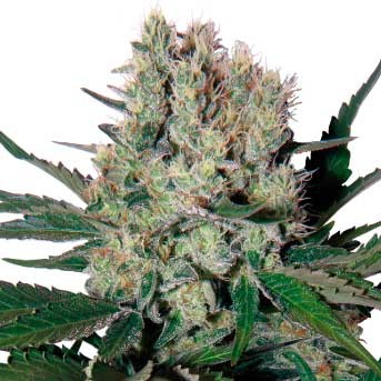 Syrup Auto -  - Delicious Seeds