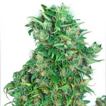 Think Different Auto -  - Delicious Seeds