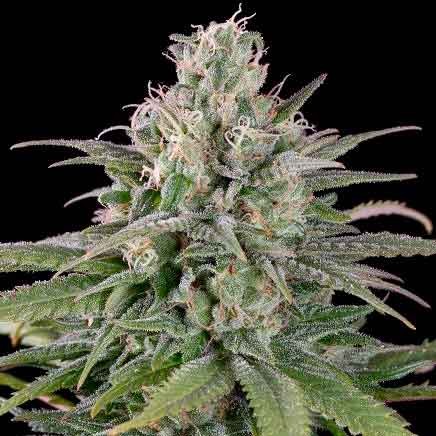 UK CHEESE AUTO -  - Delicious Seeds