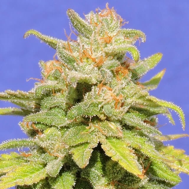 White Crystal Meth Auto -  - Delicious Seeds