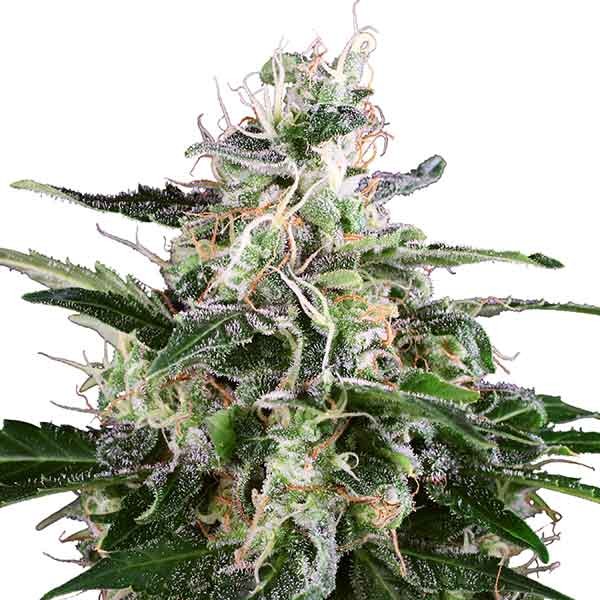 White Skunk Automatic -  - Delicious Seeds