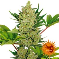 Purchase BLUEBERRY CHEESE AUTO