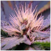 Purchase BLUE MYSTIC AUTO 5 SEEDS