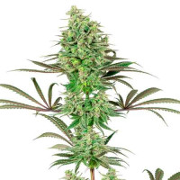 Purchase Double Banana Kush