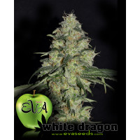 Purchase WHITE DRAGON - 9 uds