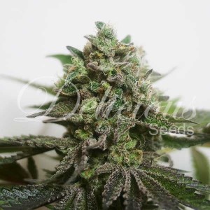 delimed cbd plus graines delicious seeds