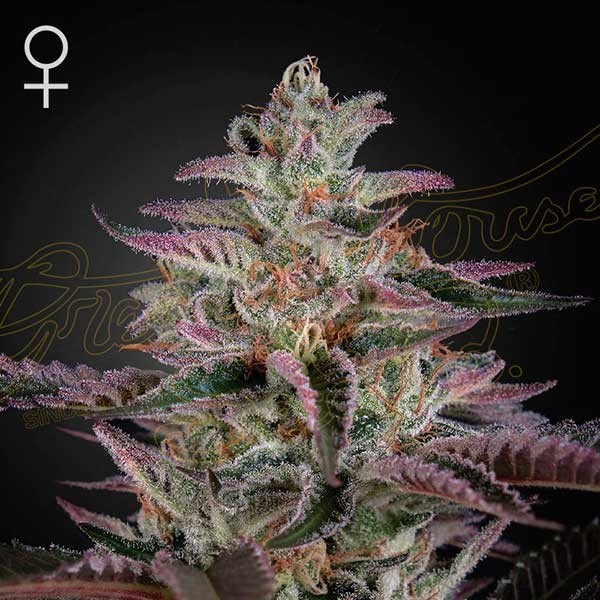 Banana Krumble - Green House