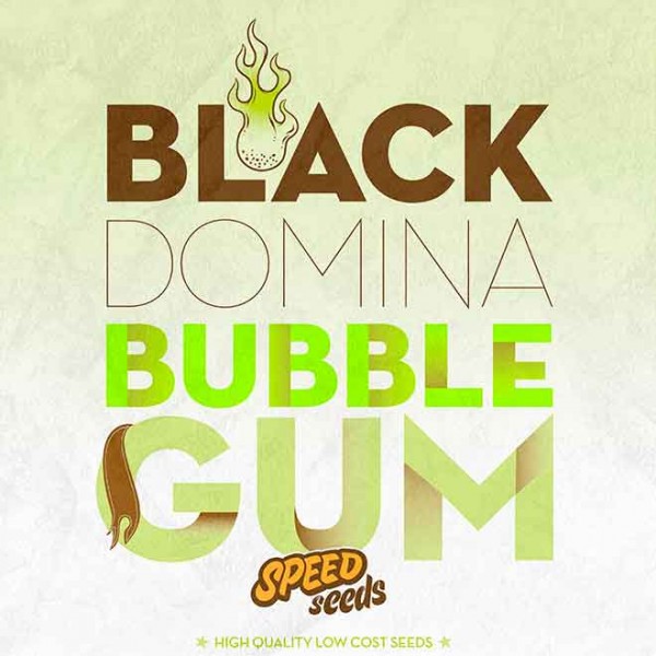 BLACK DOMINA X BUBBLE GUM - Speed Seeds