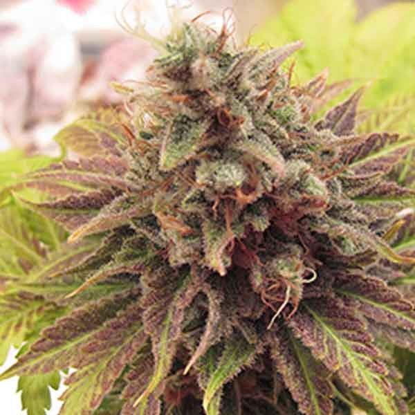 Chem Valley Kush Regular - 10 seeds -  - 