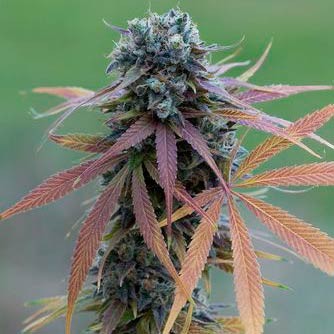 blue-kush-auto.jpg