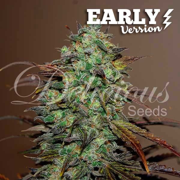 ELEVEN ROSES EARLY VERSION - Graine floraison rapide - Graines de Cannabis