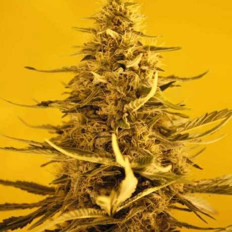 White Widow Auto 5 Seeds -  - Delicious Seeds