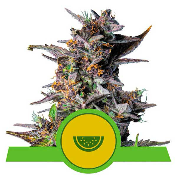 Watermelon Automatic -  - Delicious Seeds
