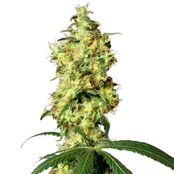 White Widow Automatic -  - Delicious Seeds