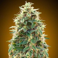 Achat Auto 00 Cheese - 5 seeds