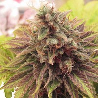 Achat Chem Valley Kush Regular - 10 seeds